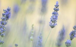 Lavandula-Intermedia