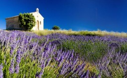 Lavendelanbau in der Provence mit Haus