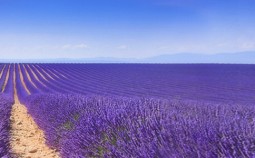 Lavendel-Bluete-Provence