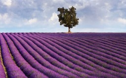 Lavendelfeld in der Provence mit Baum