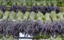 Lavendel Straeusse zum Trocknen ausgelegt