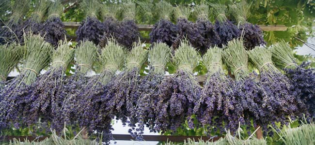 Lavendel trocknen Lavendel trocknen