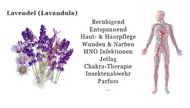 lavendel-wirkung-home