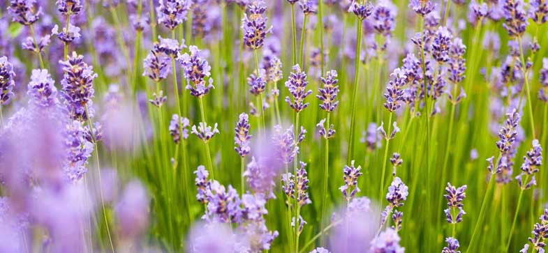 Lavandula | Dr. Schweikart