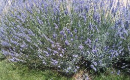 Lavendel-pflegetipps