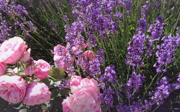 Lavendel-und-Rosen