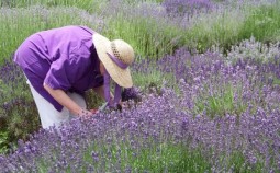Lavendel-warum-schneiden