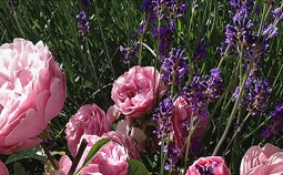 lavendel-im-garten