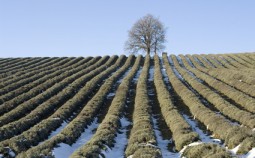 lavendel-ueberwintern