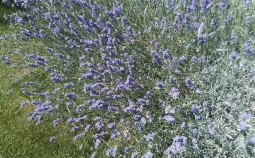 lavendel-selber-machen