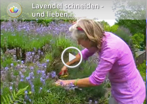 Video: Lavendel schneiden und lieben