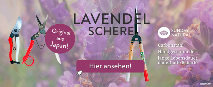 Lavendel schneiden | Dr. Schweikart