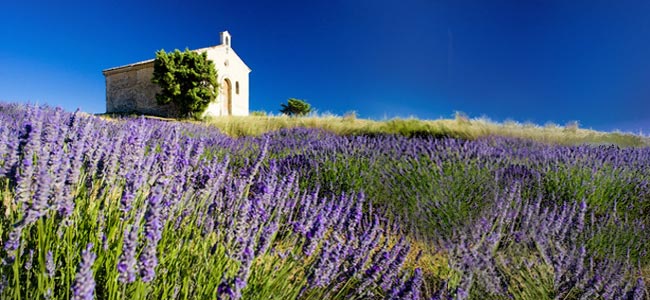 Lavendel-Anbau-Provence