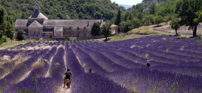 Lavendel bedroht