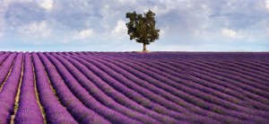 Lavendel-Feld-Provence