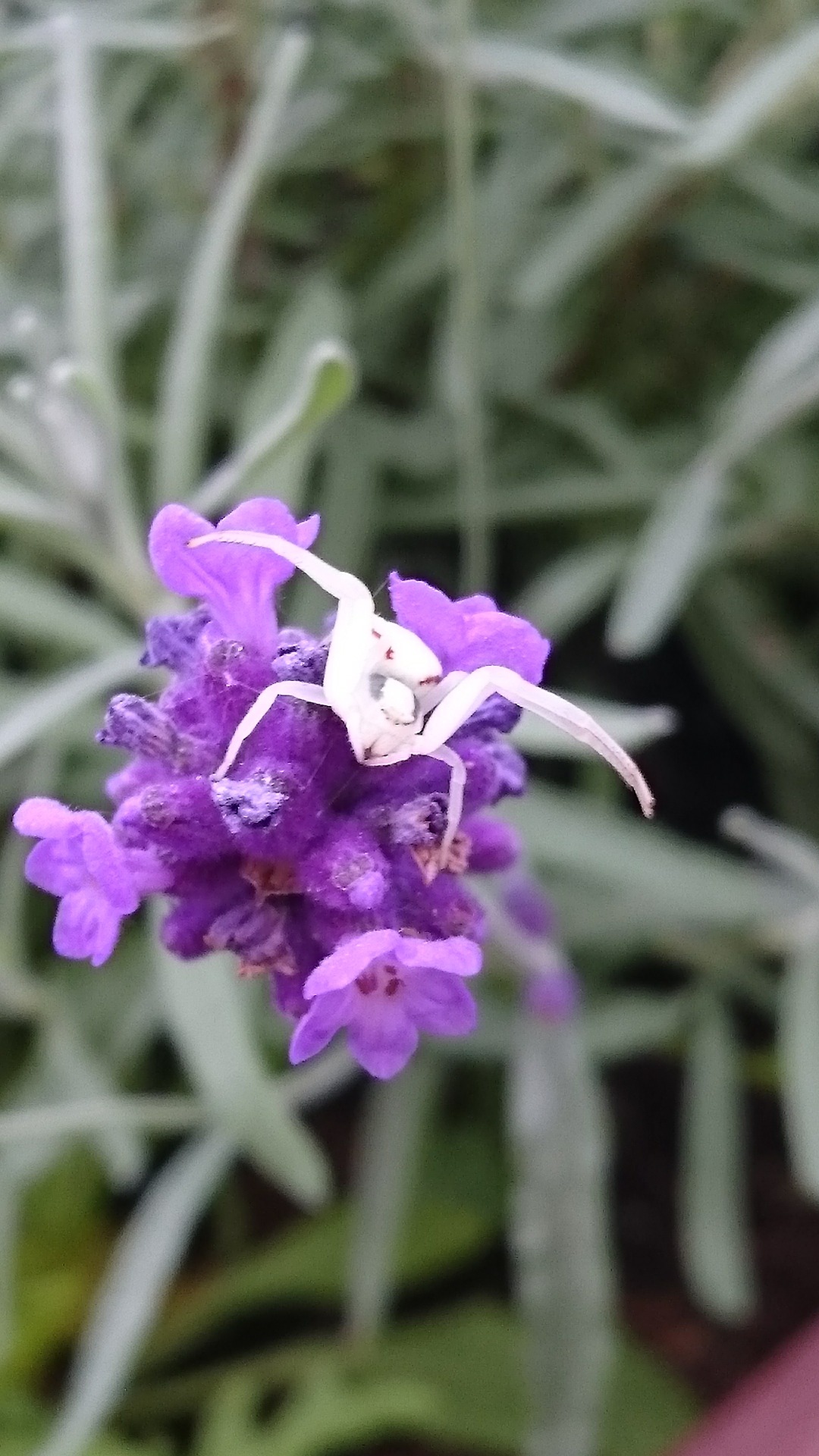 Echter Lavendel (Lavandula Angustifolia)