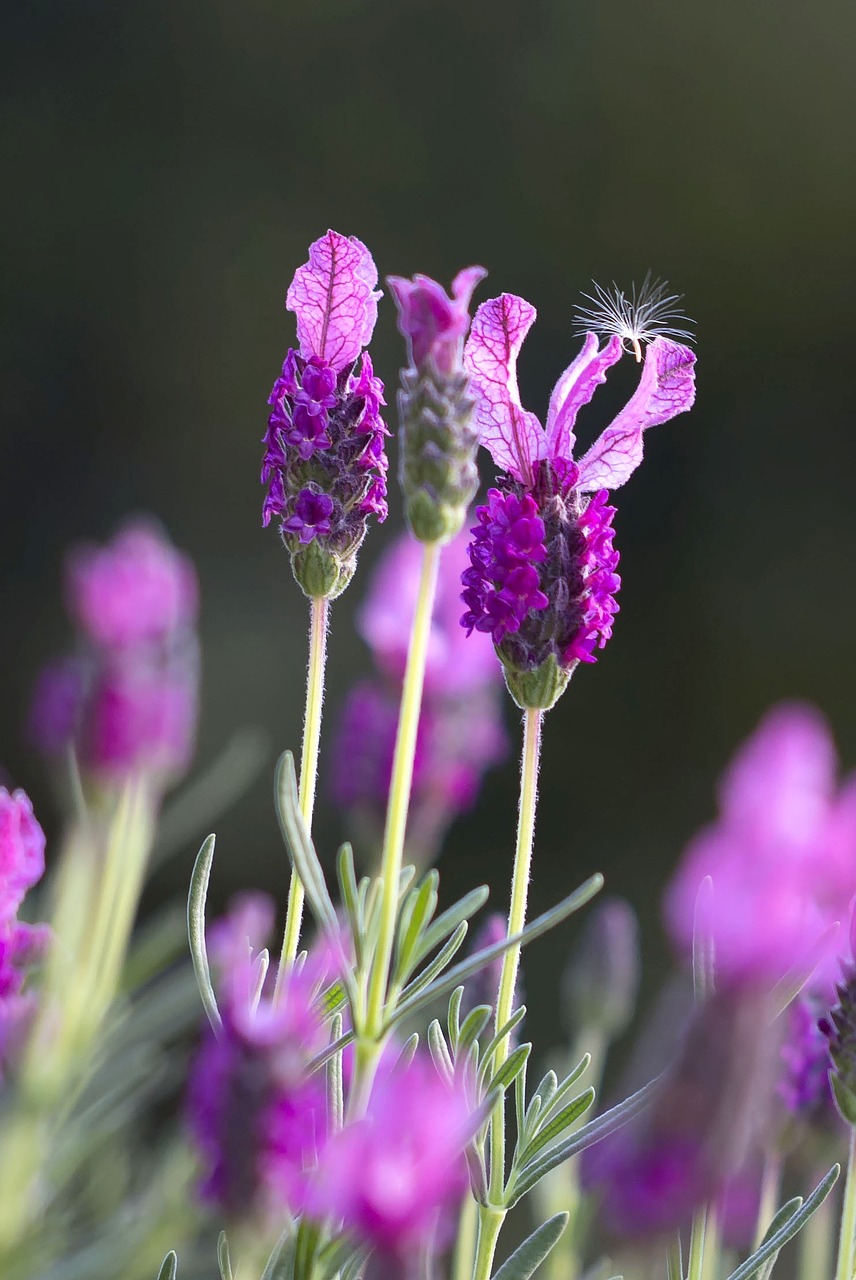 Schopflavendel (Lavandula Stoechas)