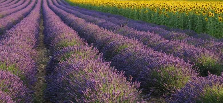 Lavendelanbau Provence