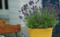 Lavendel Pflanzen