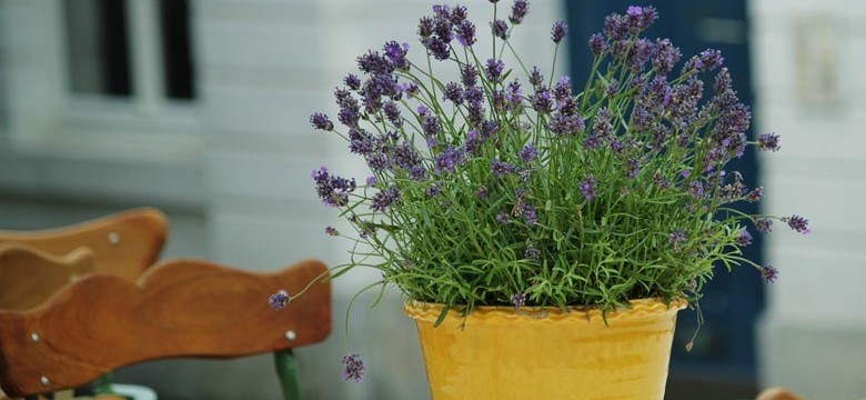 Lavendel pflanzen