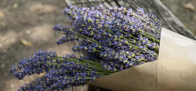 Lavendel Schneiden Dr Schweikart Verlag