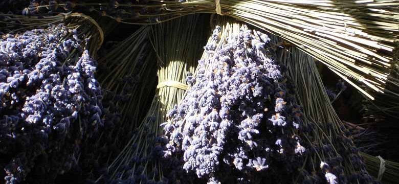 Lavendel trocknen