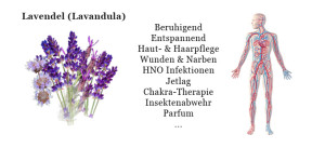 Lavendel Wirkung