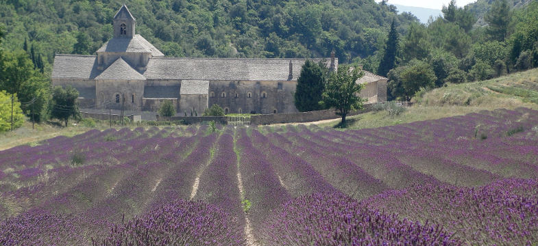 Lavendel Provence