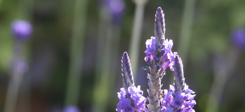 Lavendel schneiden: Wann