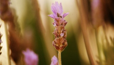 Lavendelblüte