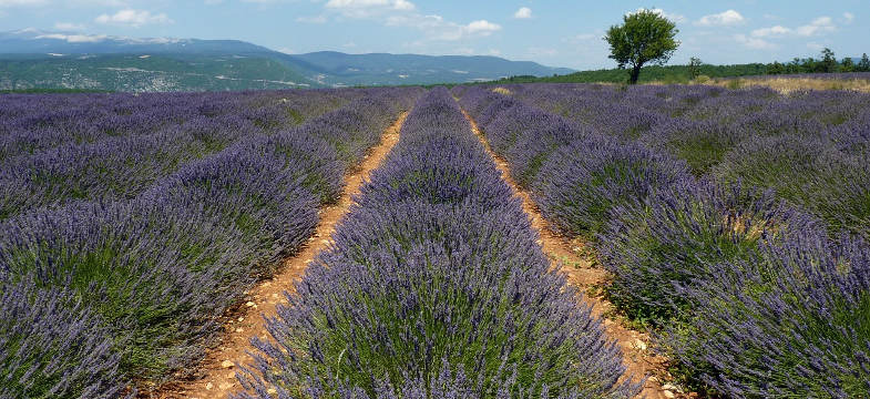 Lavendelfelder Provence