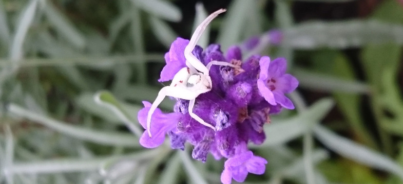 Lavendel Nebenwirkungen