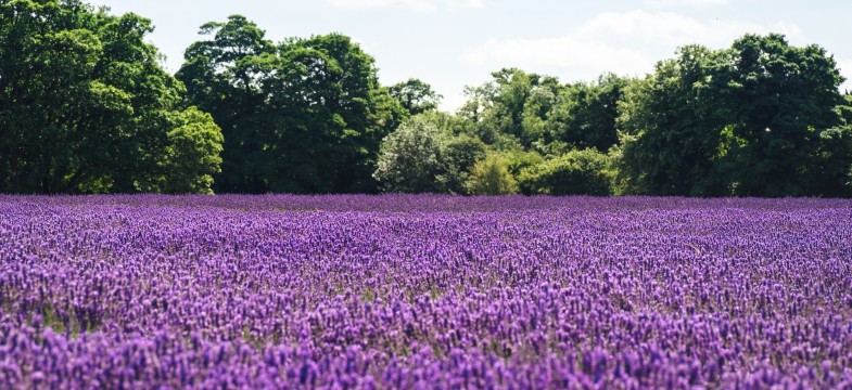 Speiklavendel (Lavandula Latifolia)