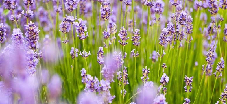 Lavandula