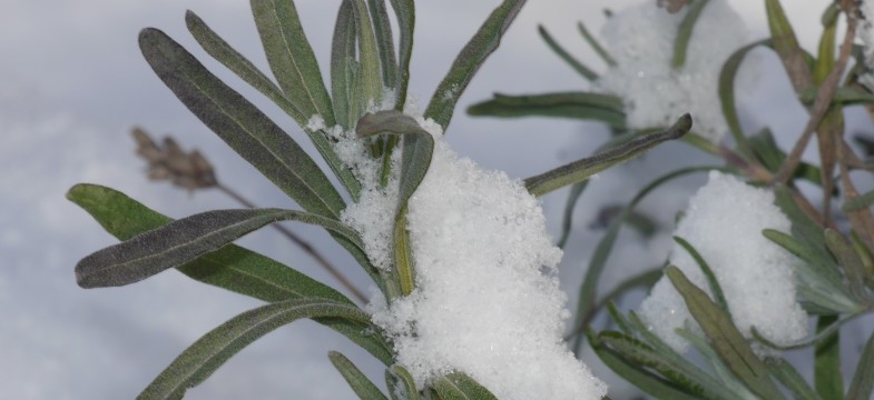 Lavendel winterhart und frostfest