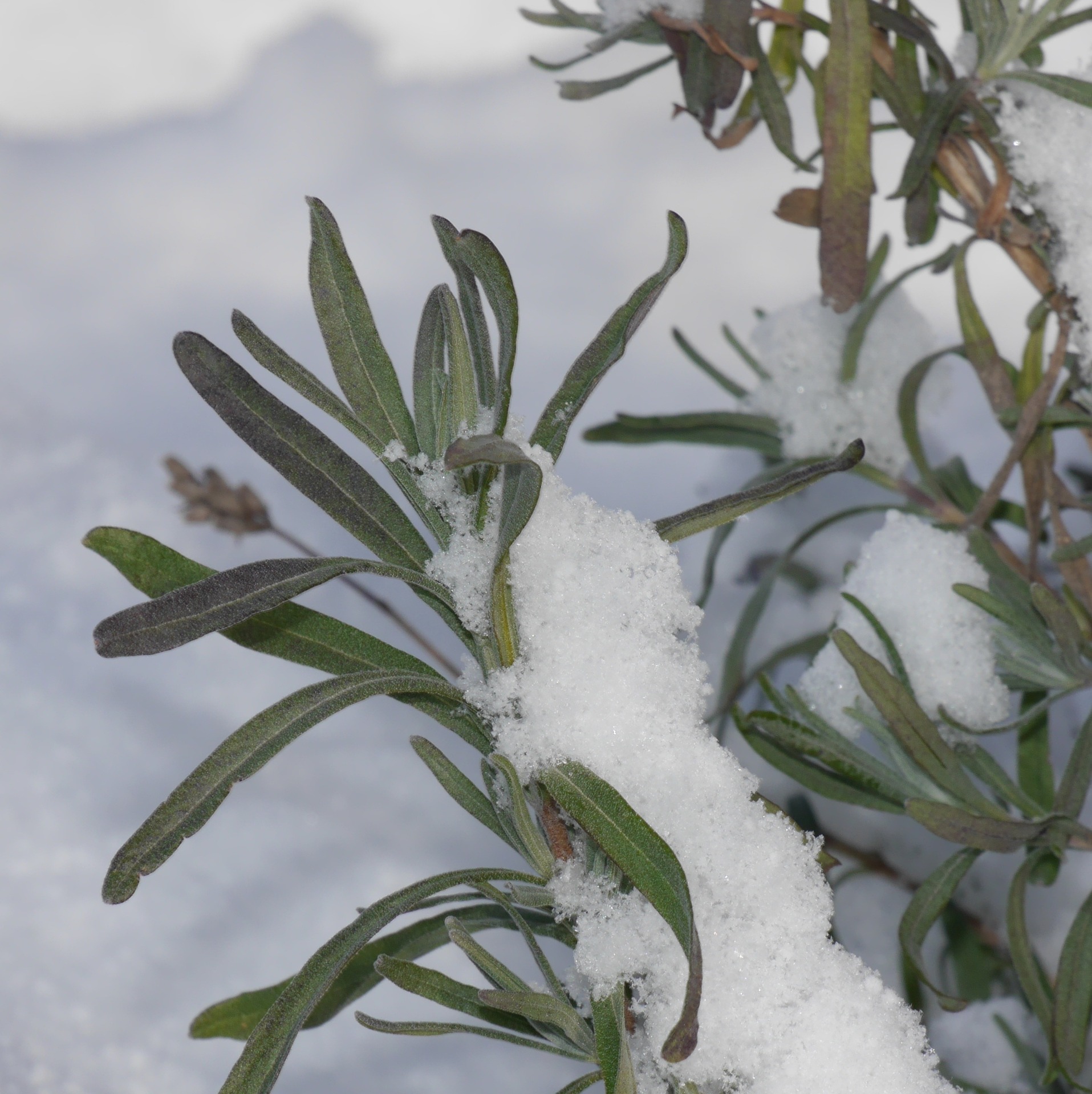 Lavendel winterhart und frostfest Dr. Schweikart Verlag