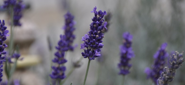 Lavandin (Lavandula Intermedia)