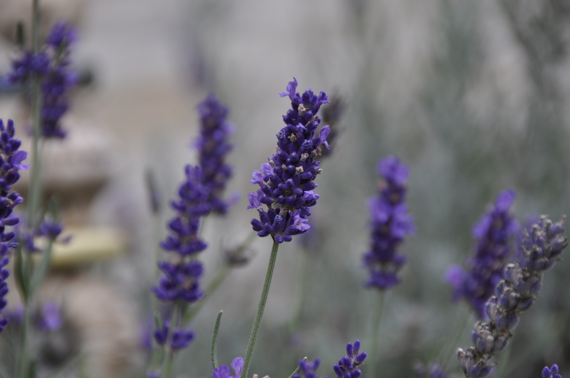 Lavandin (Lavandula Intermedia) | Dr. Schweikart