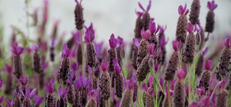 Schopflavendel (Lavandula Stoechas)