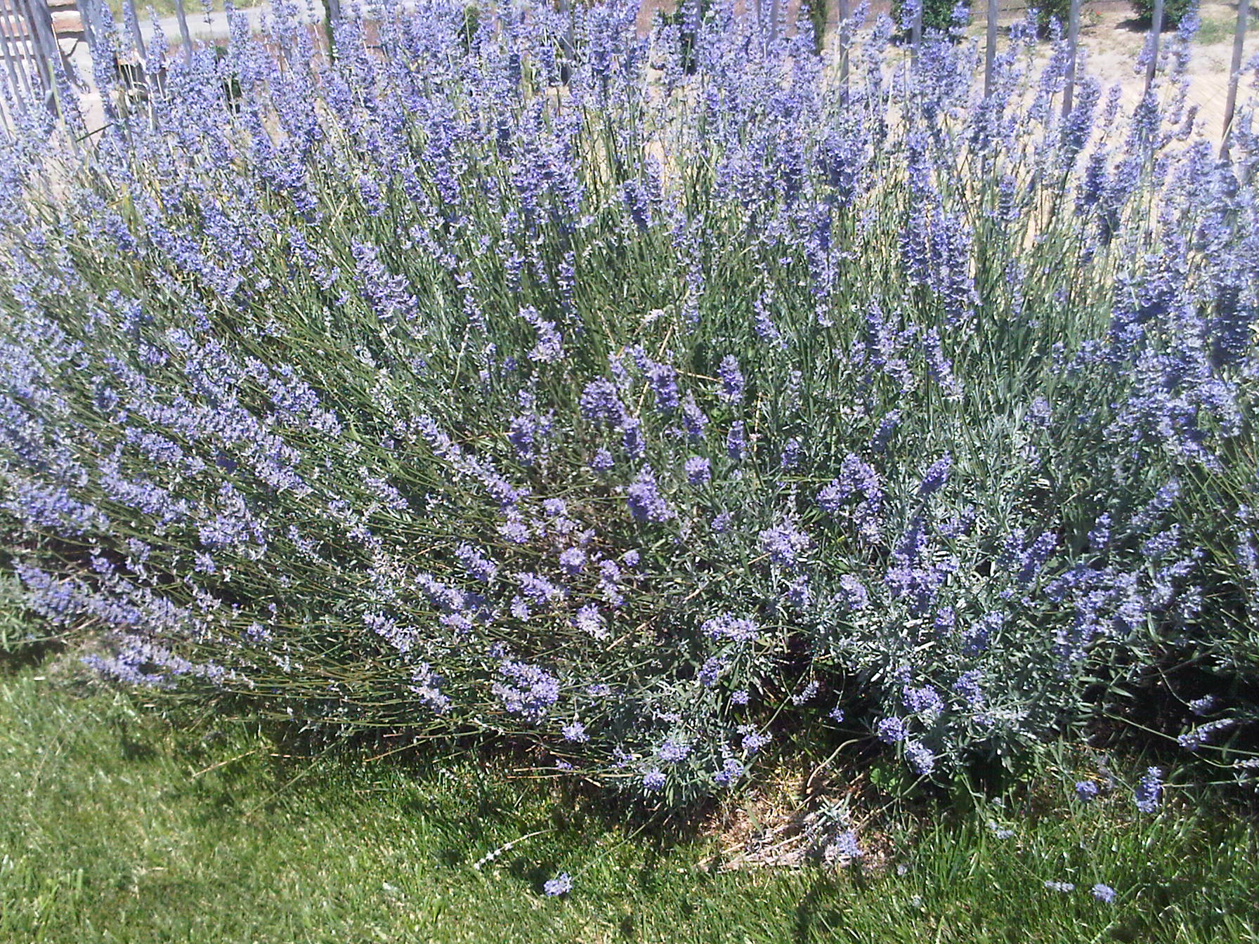 IMG00060-20110623-1146