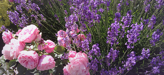 Lavendel-und-Rosen