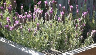 Lavendel im Garten