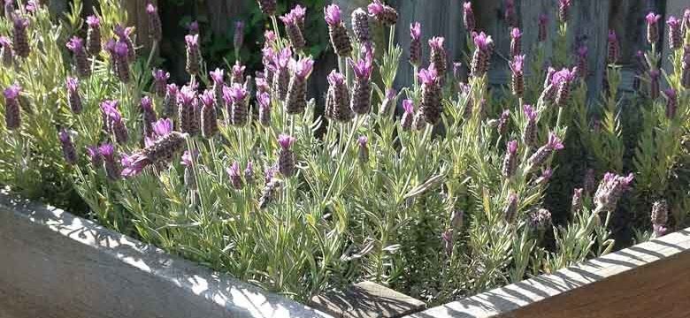 Lavendel im Garten