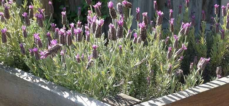Lavendel im Garten