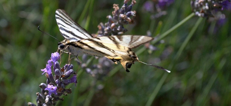 Lavendel Pflegetipps