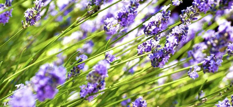 Lavendel Schneiden: Schere