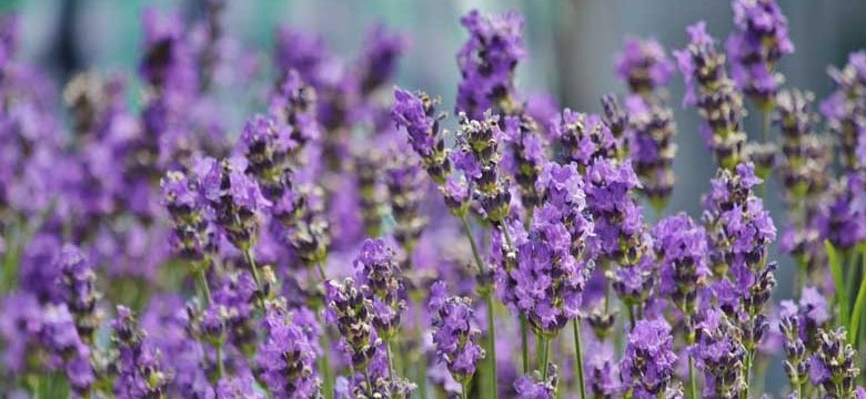 Lavendel: Warum Schneiden