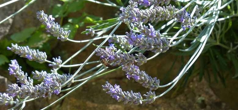 Lavendel: Wie kurz schneiden