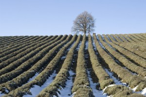 lavendel-ueberwintern