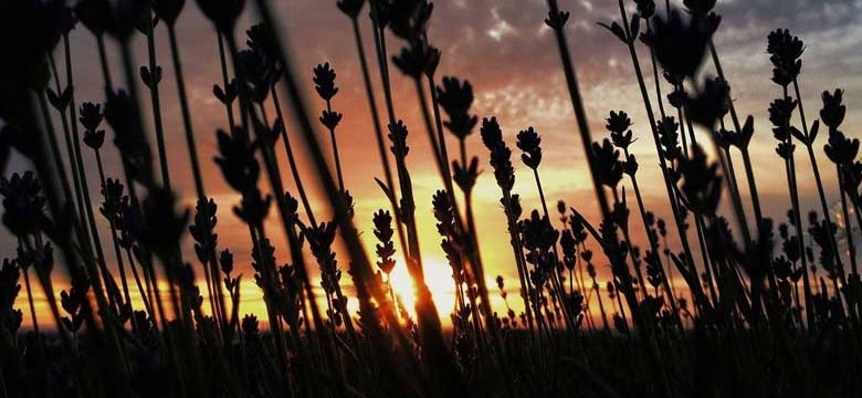 Lavendel Überwintern